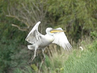 Fotografii Delta Dunarii, foto Delta Dunarii, pictures Danube Delta